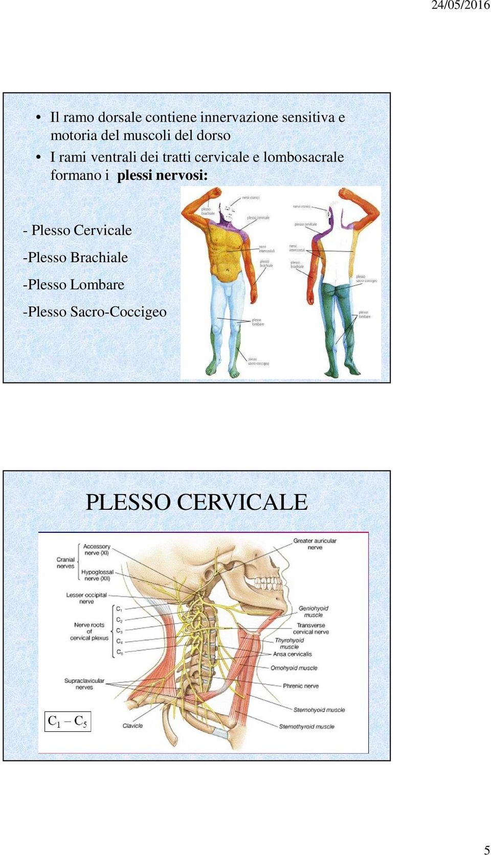 lombosacrale formano i plessi nervosi: - Plesso Cervicale