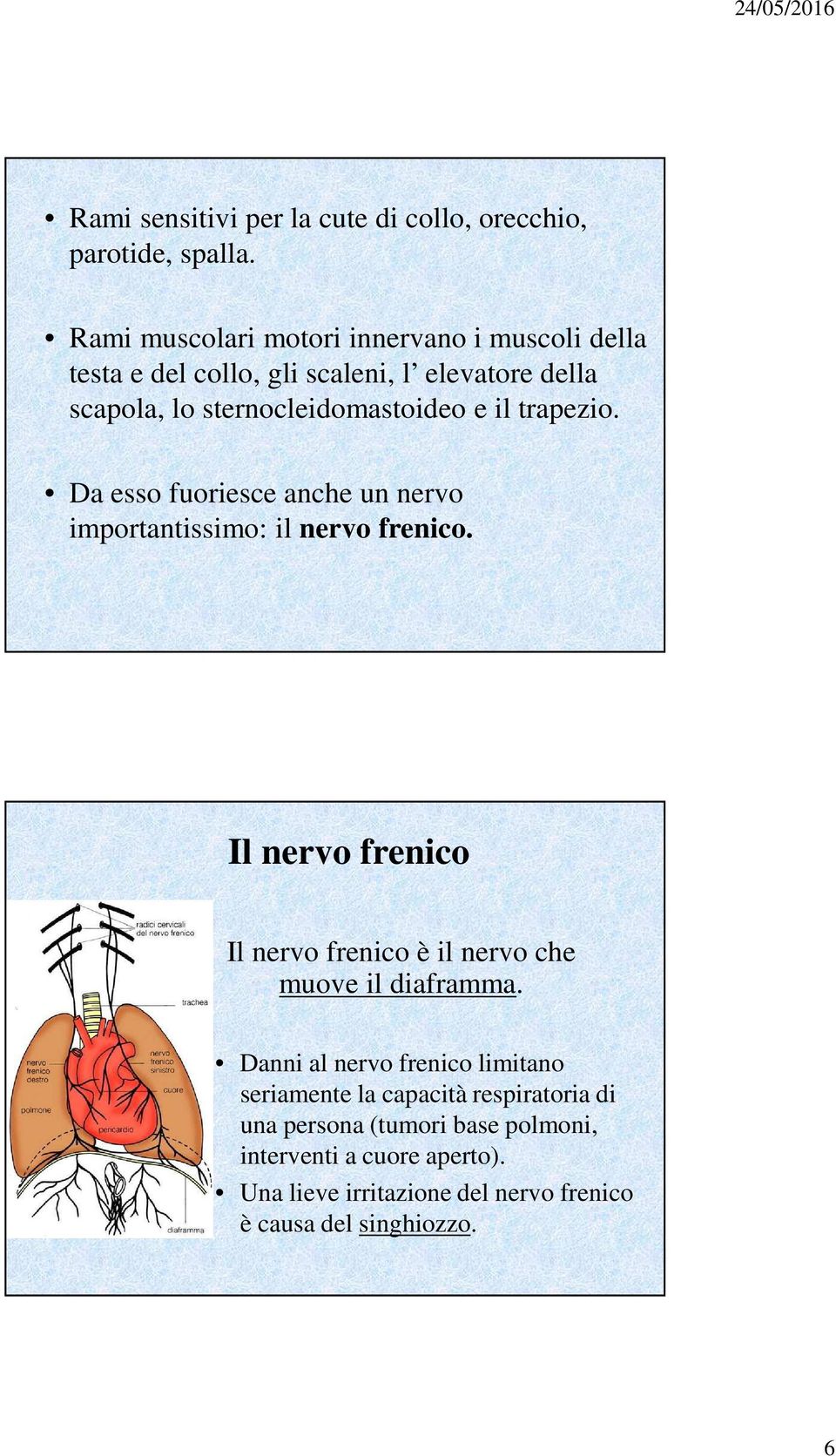 trapezio. Da esso fuoriesce anche un nervo importantissimo: il nervo frenico.