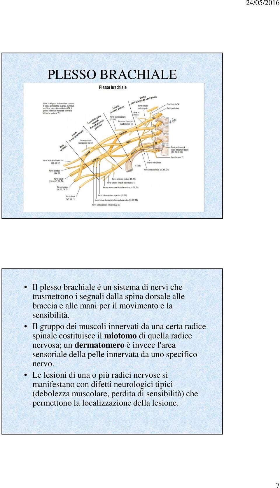 Il gruppo dei muscoli innervati da una certa radice spinale costituisce il miotomo di quella radice nervosa; un dermatomero è invece