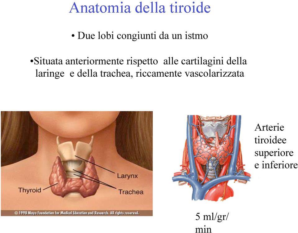cartilagini della laringe e della trachea,
