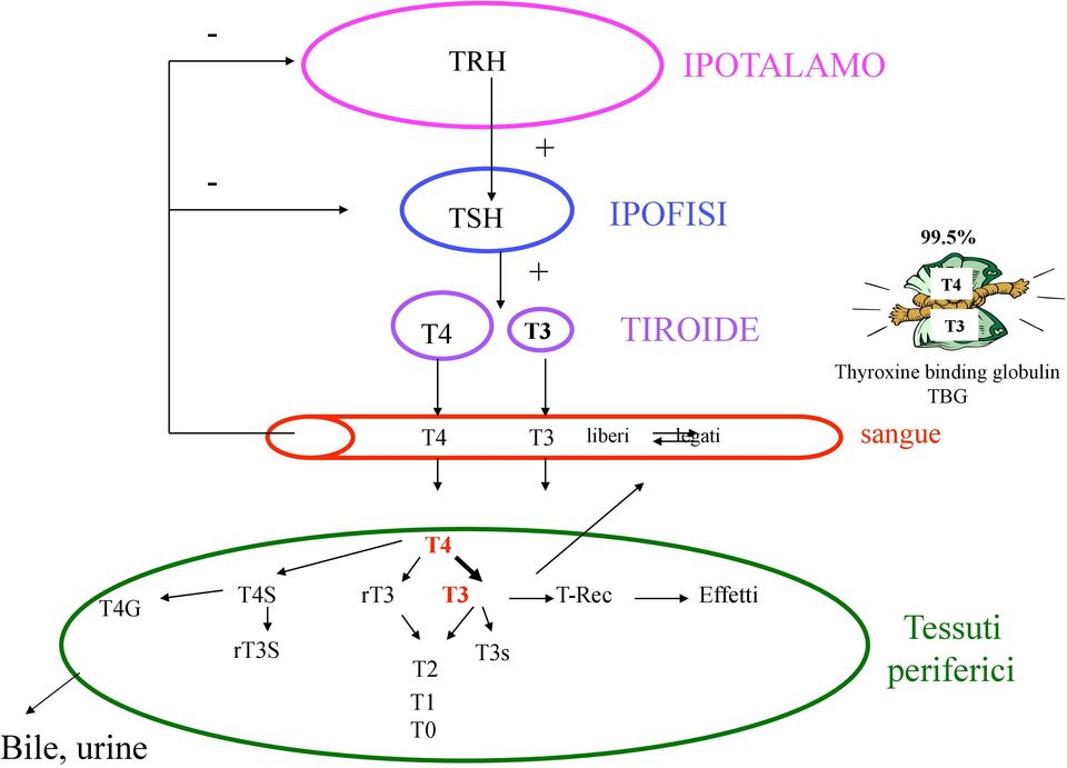 Thyroxine binding globulin TBG T4 T4G Bile,