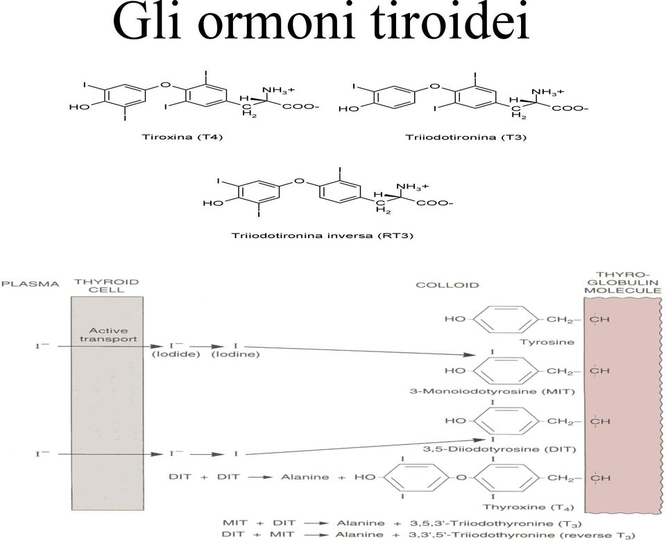 Tiroxina (T4) Triiodotironina (T3) I I HO I