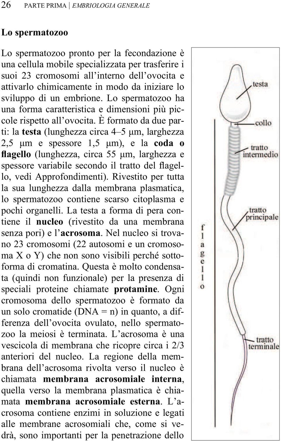 È formato da due parti: la testa (lunghezza circa 4 5 µm, larghezza 2,5 µm e spessore 1,5 µm), e la coda o flagello (lunghezza, circa 55 µm, larghezza e spessore variabile secondo il tratto del