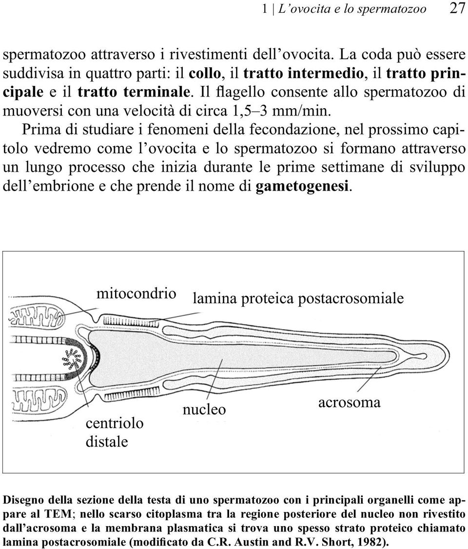 Il flagello consente allo spermatozoo di muoversi con una velocità di circa 1,5 3 mm/min.