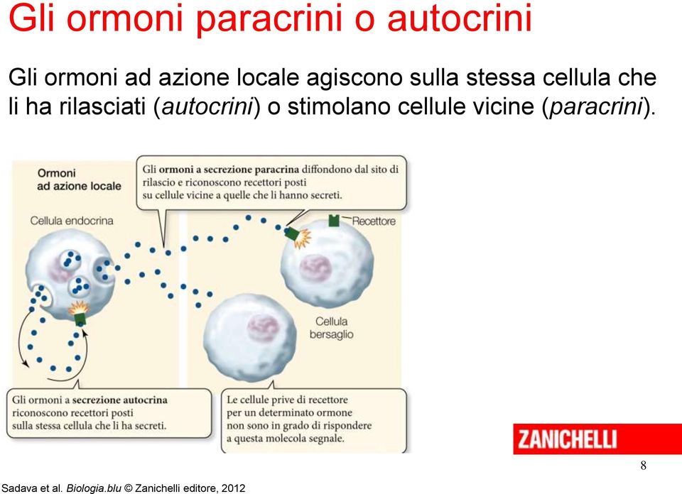 rilasciati (autocrini) o stimolano cellule vicine