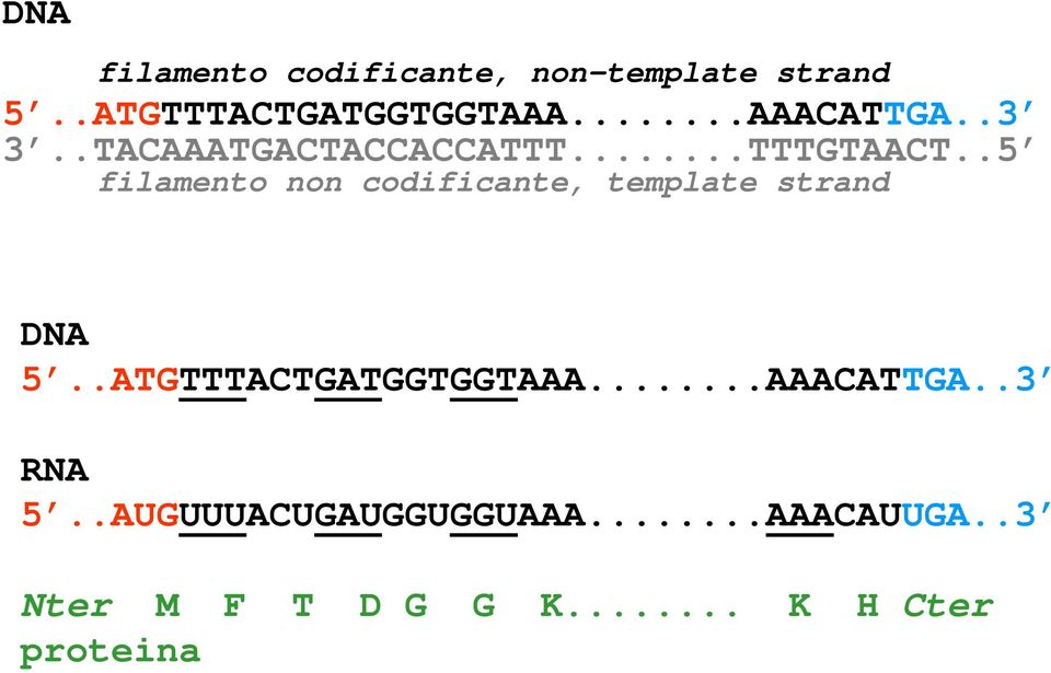 .5 filamento non codificante, template strand DNA 5..ATGTTTACTGATGGTGGTAAA.
