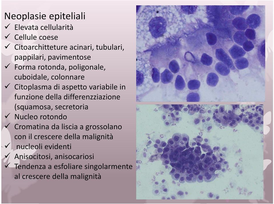 differenzziazione (squamosa, secretoria Nucleo rotondo Cromatina da liscia a grossolano con il crescere