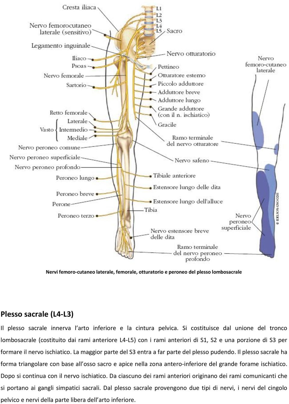 La maggior parte del S3 entra a far parte del plesso pudendo. Il plesso sacrale ha forma triangolare con base all osso sacro e apice nella zona antero-inferiore del grande forame ischiatico.