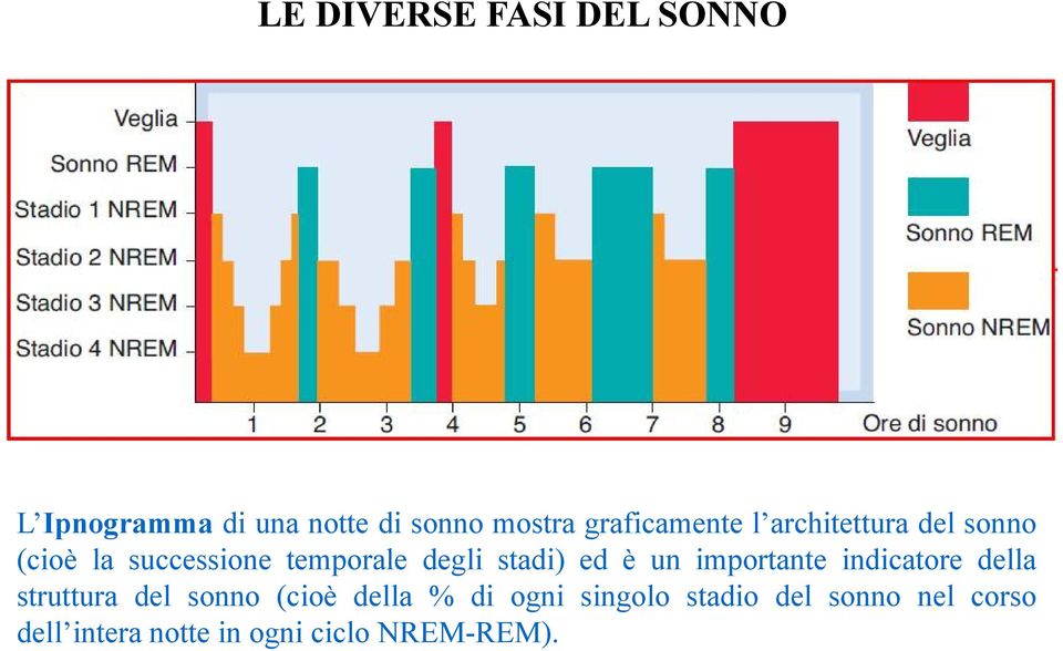 stadi) ed è un importante indicatore della struttura del sonno (cioè della %