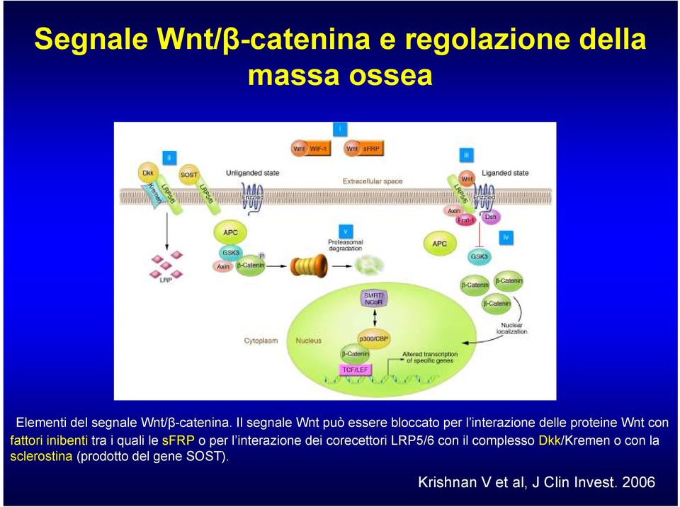 Il segnale Wnt può essere bloccato per l interazione delle proteine Wnt con fattori