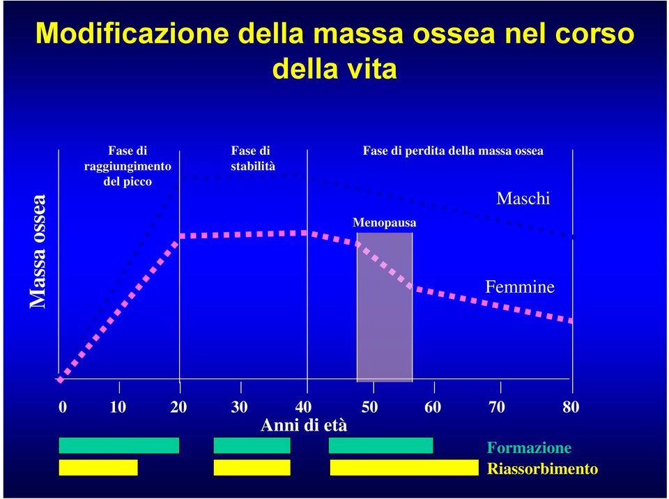 Fase di perdita della massa ossea Menopausa Maschi Femmine