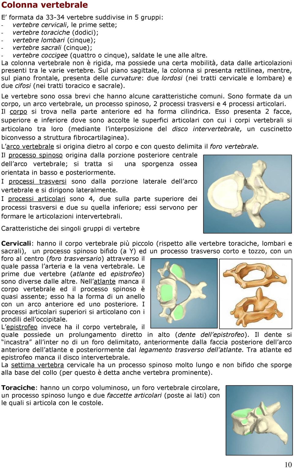 Sul piano sagittale, la colonna si presenta rettilinea, mentre, sul piano frontale, presenta delle curvature: due lordosi (nei tratti cervicale e lombare) e due cifosi (nei tratti toracico e sacrale).