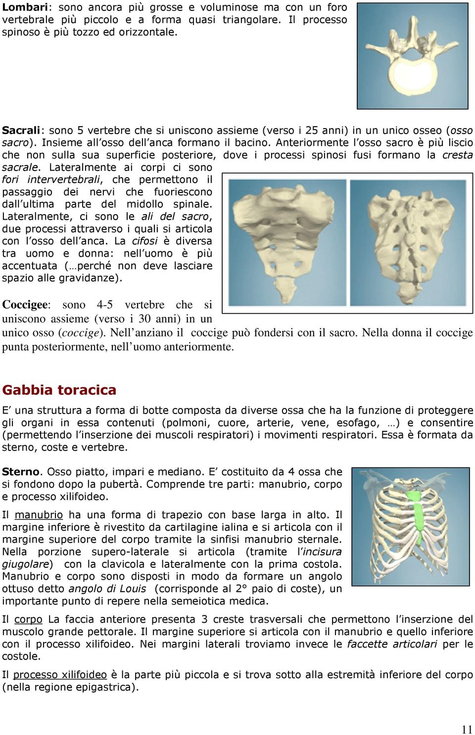 Anteriormente l osso sacro è più liscio che non sulla sua superficie posteriore, dove i processi spinosi fusi formano la cresta sacrale.