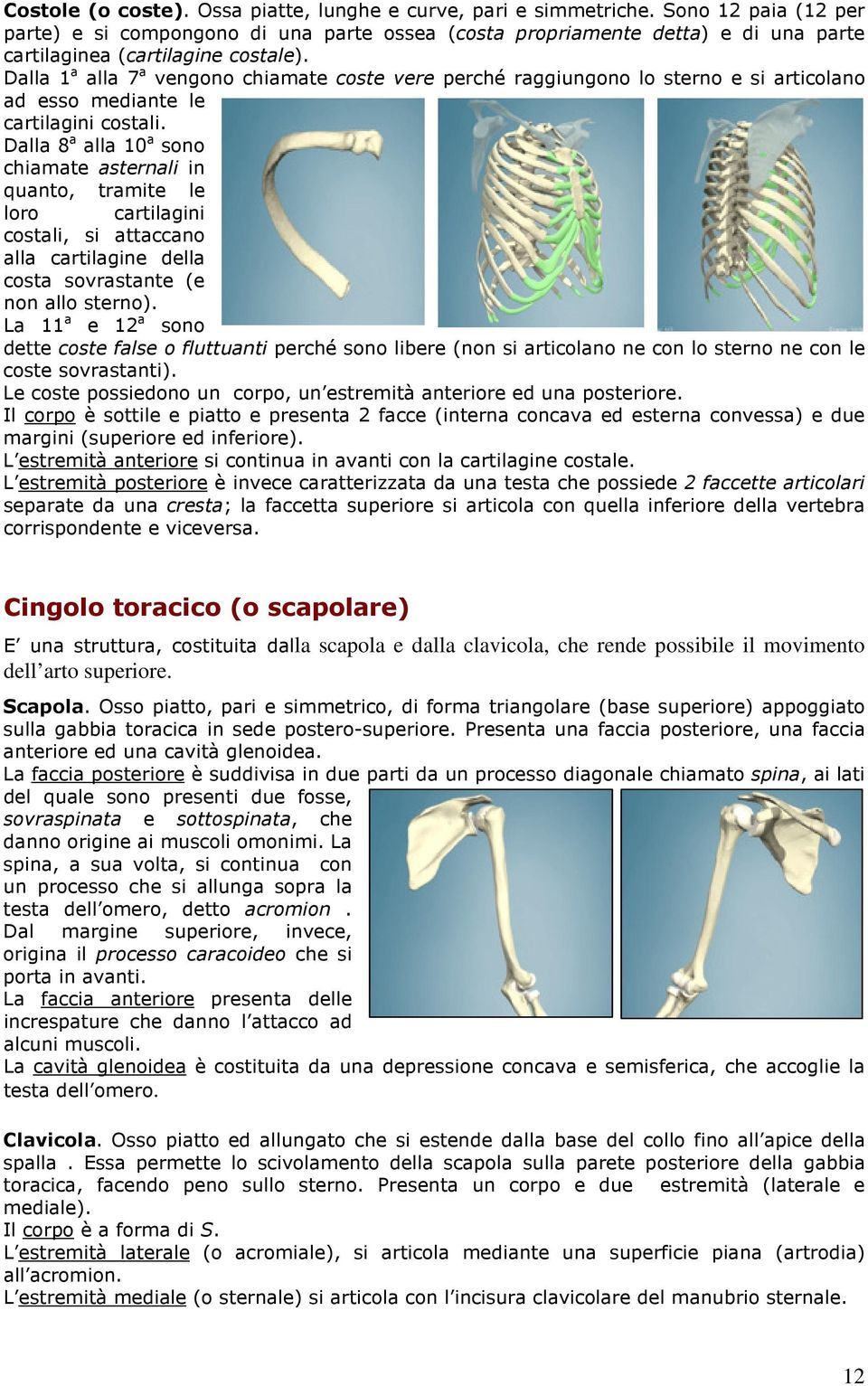 Dalla 1 a alla 7 a vengono chiamate coste vere perché raggiungono lo sterno e si articolano ad esso mediante le cartilagini costali.