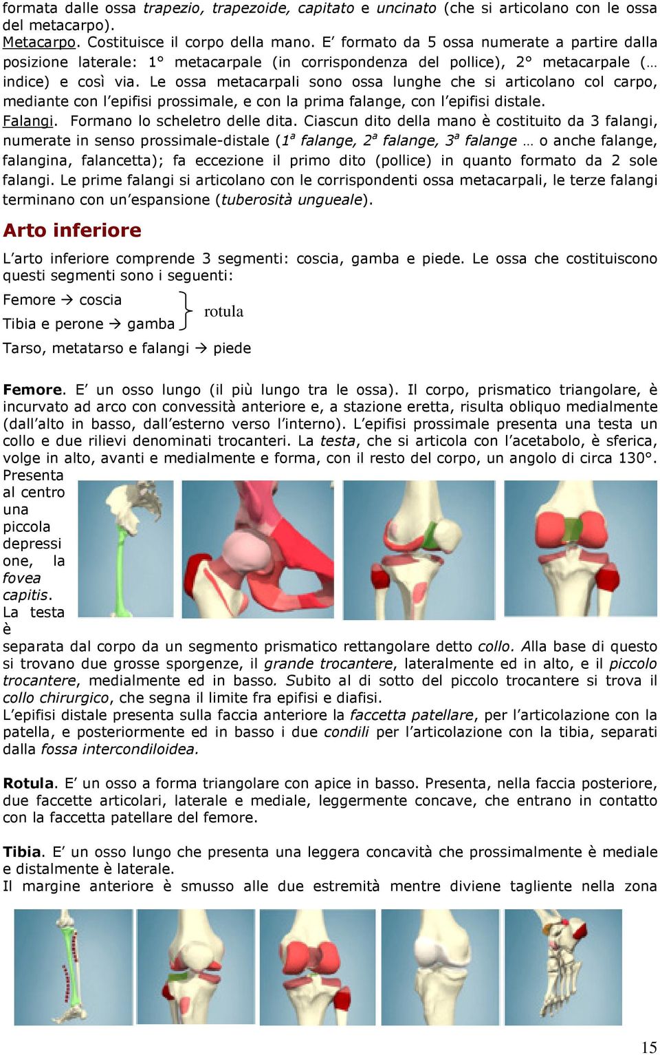 Le ossa metacarpali sono ossa lunghe che si articolano col carpo, mediante con l epifisi prossimale, e con la prima falange, con l epifisi distale. Falangi. Formano lo scheletro delle dita.