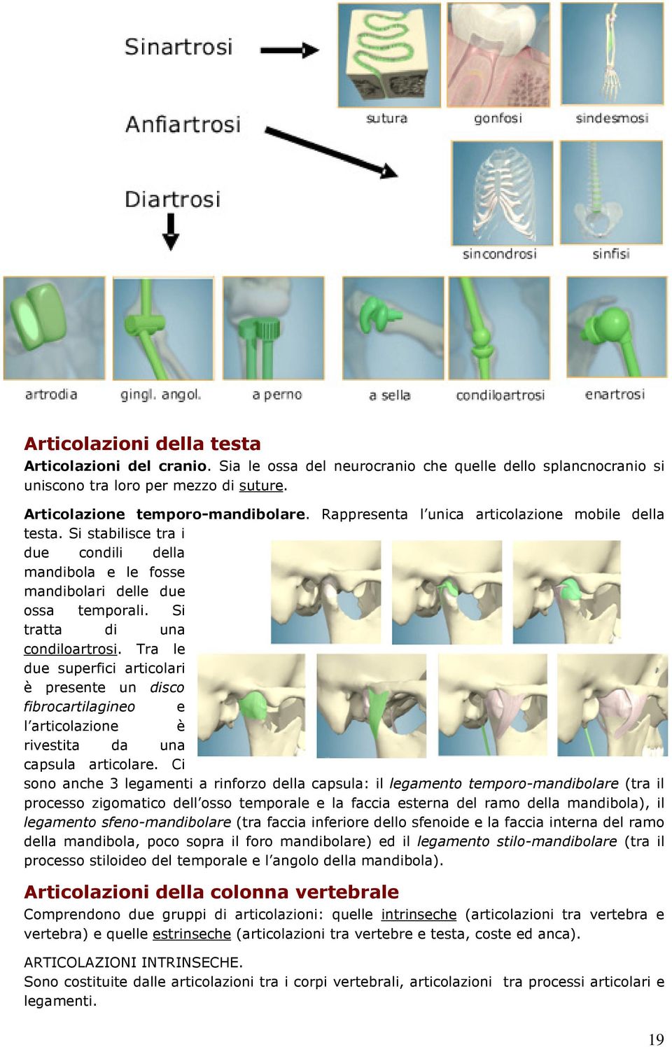 Tra le due superfici articolari è presente un disco fibrocartilagineo e l articolazione è rivestita da una capsula articolare.