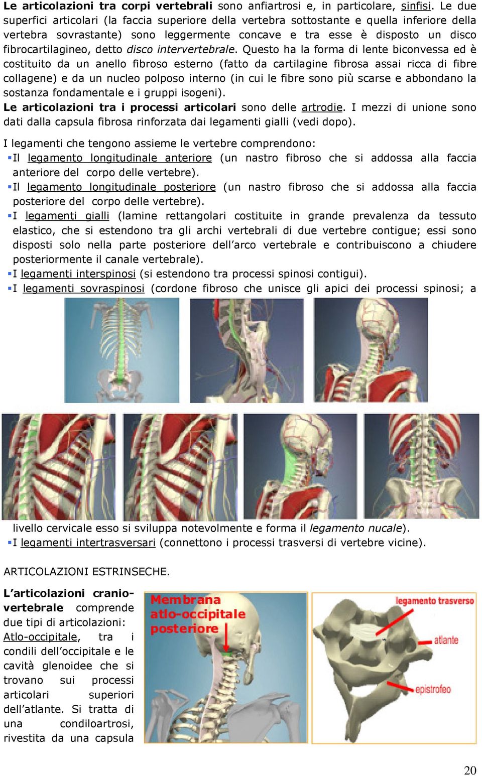 detto disco intervertebrale.