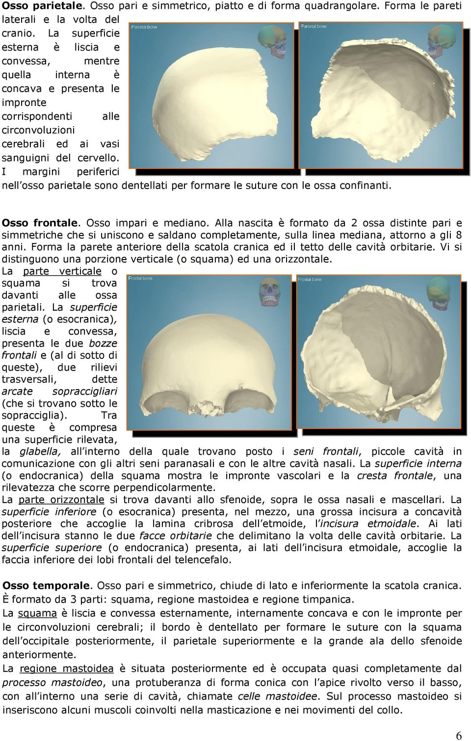 I margini periferici nell osso parietale sono dentellati per formare le suture con le ossa confinanti. Osso frontale. Osso impari e mediano.