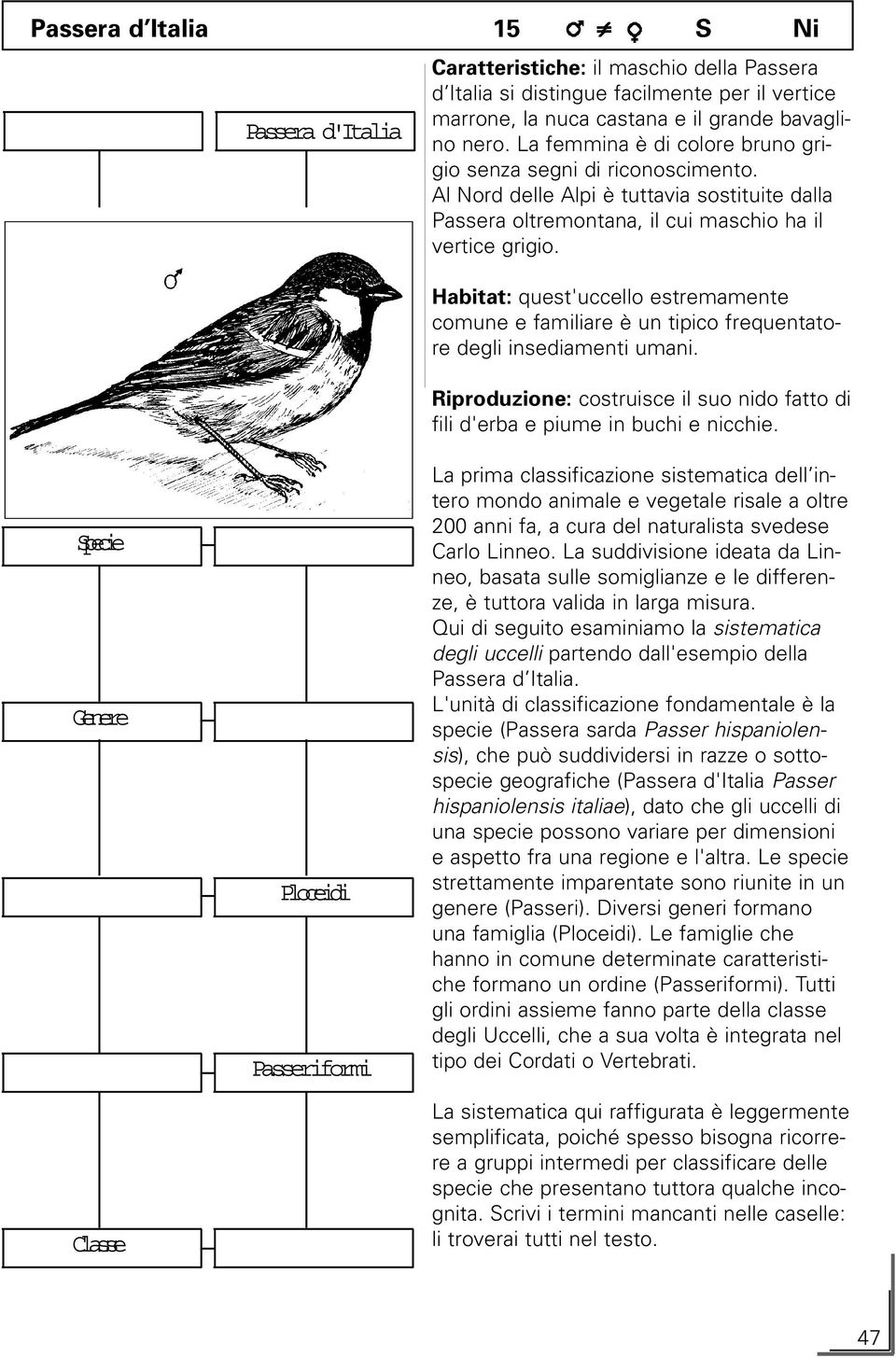 Habitat: quest'uccello estremamente comune e familiare è un tipico frequentatore degli insediamenti umani. Riproduzione: costruisce il suo nido fatto di fili d'erba e piume in buchi e nicchie.
