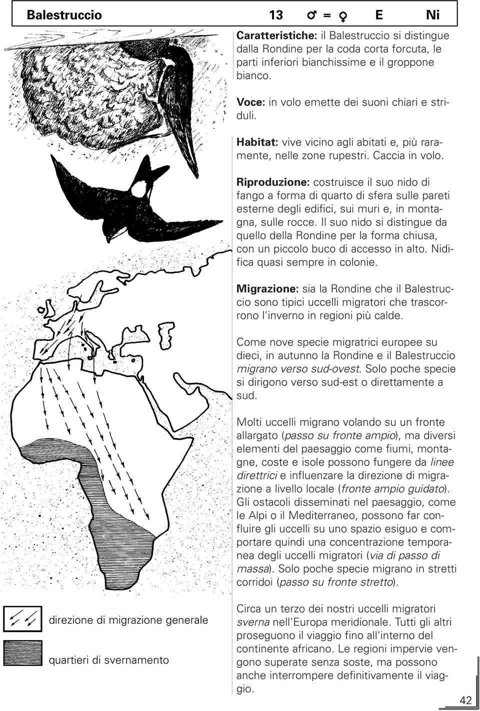 Riproduzione: costruisce il suo nido di fango a forma di quarto di sfera sulle pareti esterne degli edifici, sui muri e, in montagna, sulle rocce.