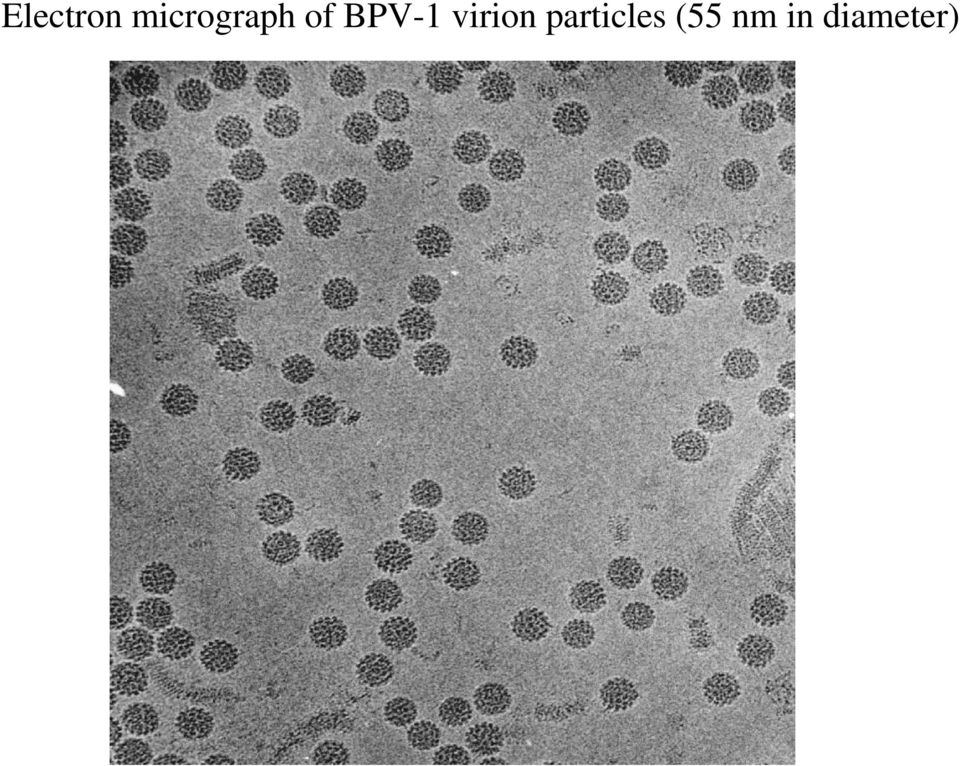 BPV-1 virion