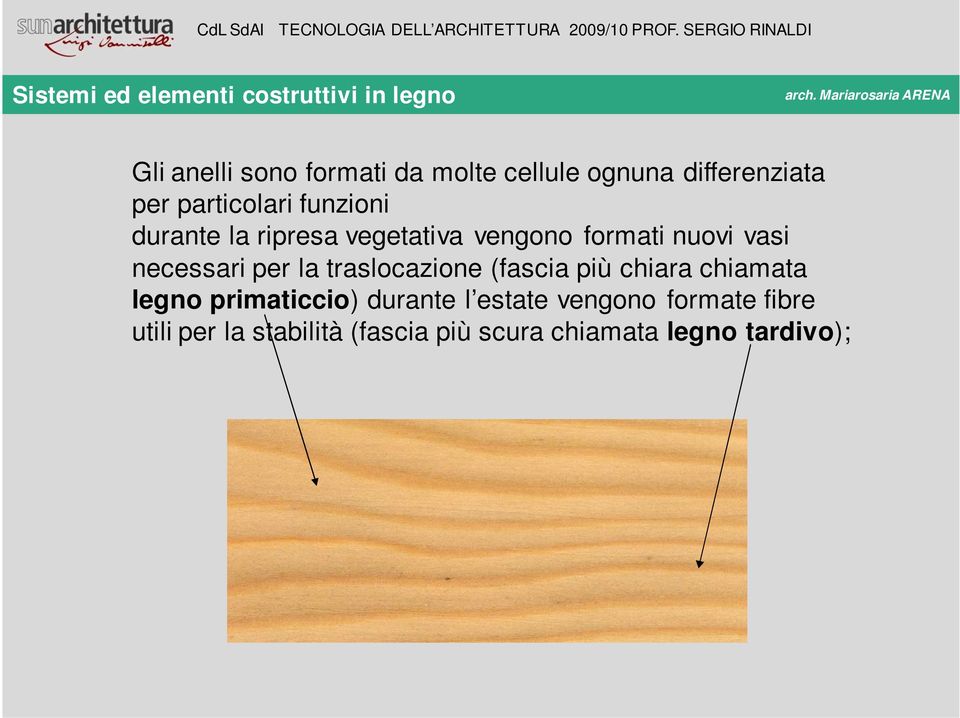 la traslocazione (fascia più chiara chiamata legno primaticcio) durante l estate