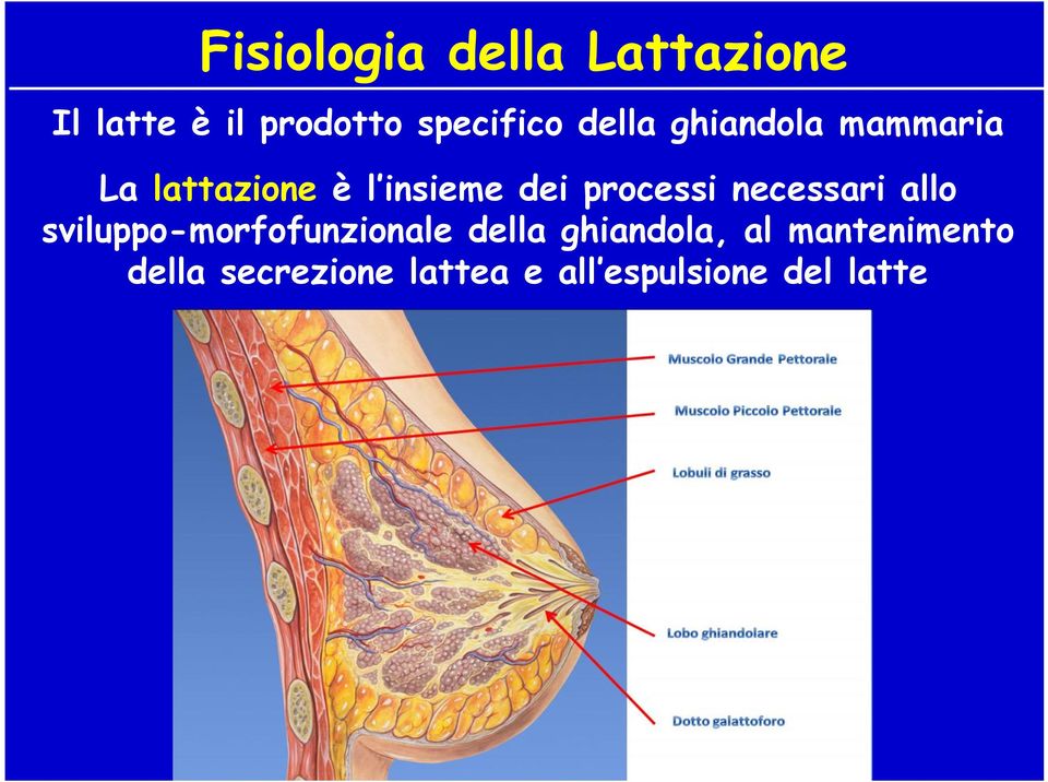 processi necessari allo sviluppo-morfofunzionale della