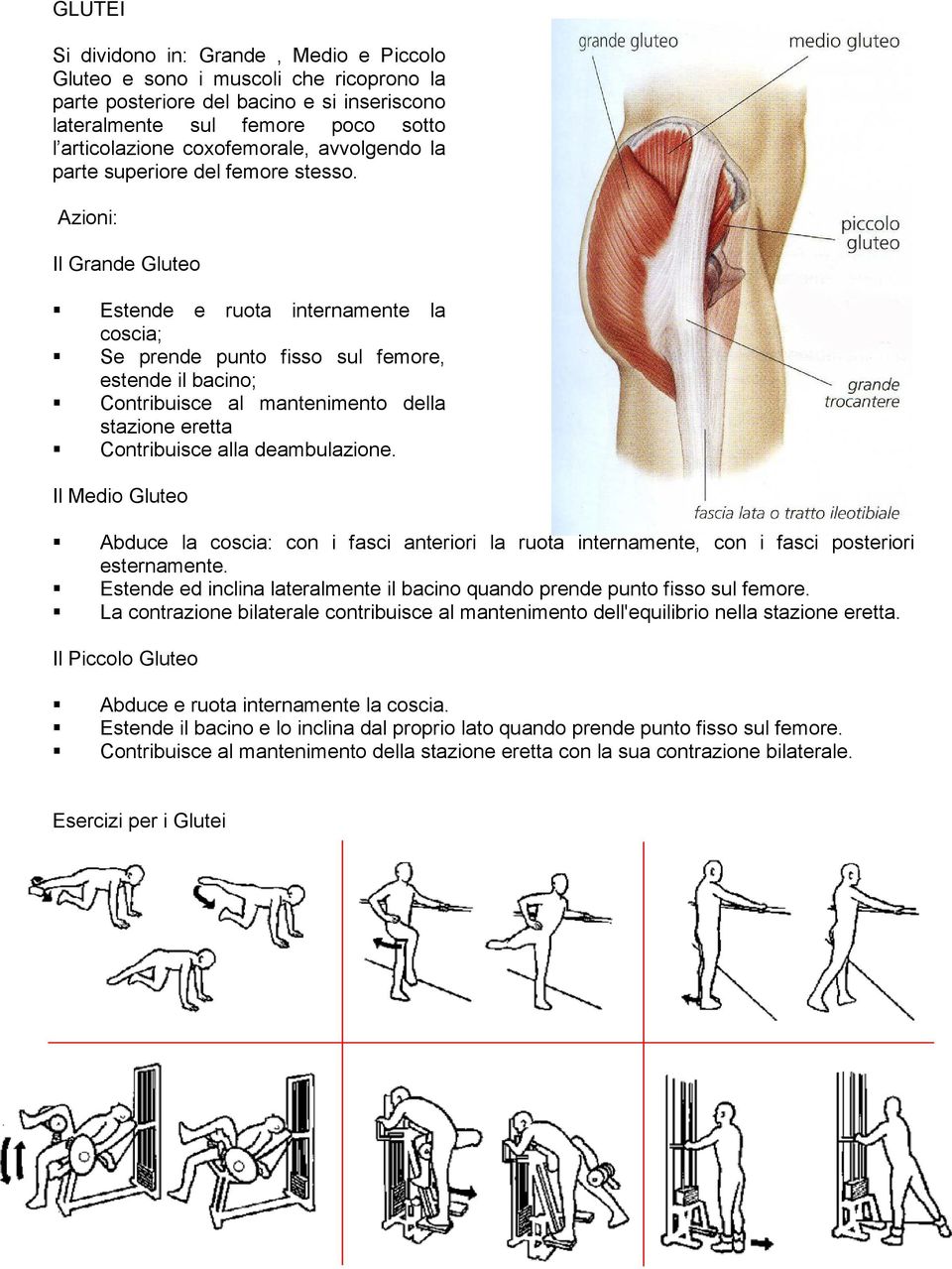 Azioni: Il Grande Gluteo Estende e ruota internamente la coscia; Se prende punto fisso sul femore, estende il bacino; Contribuisce al mantenimento della stazione eretta Contribuisce alla