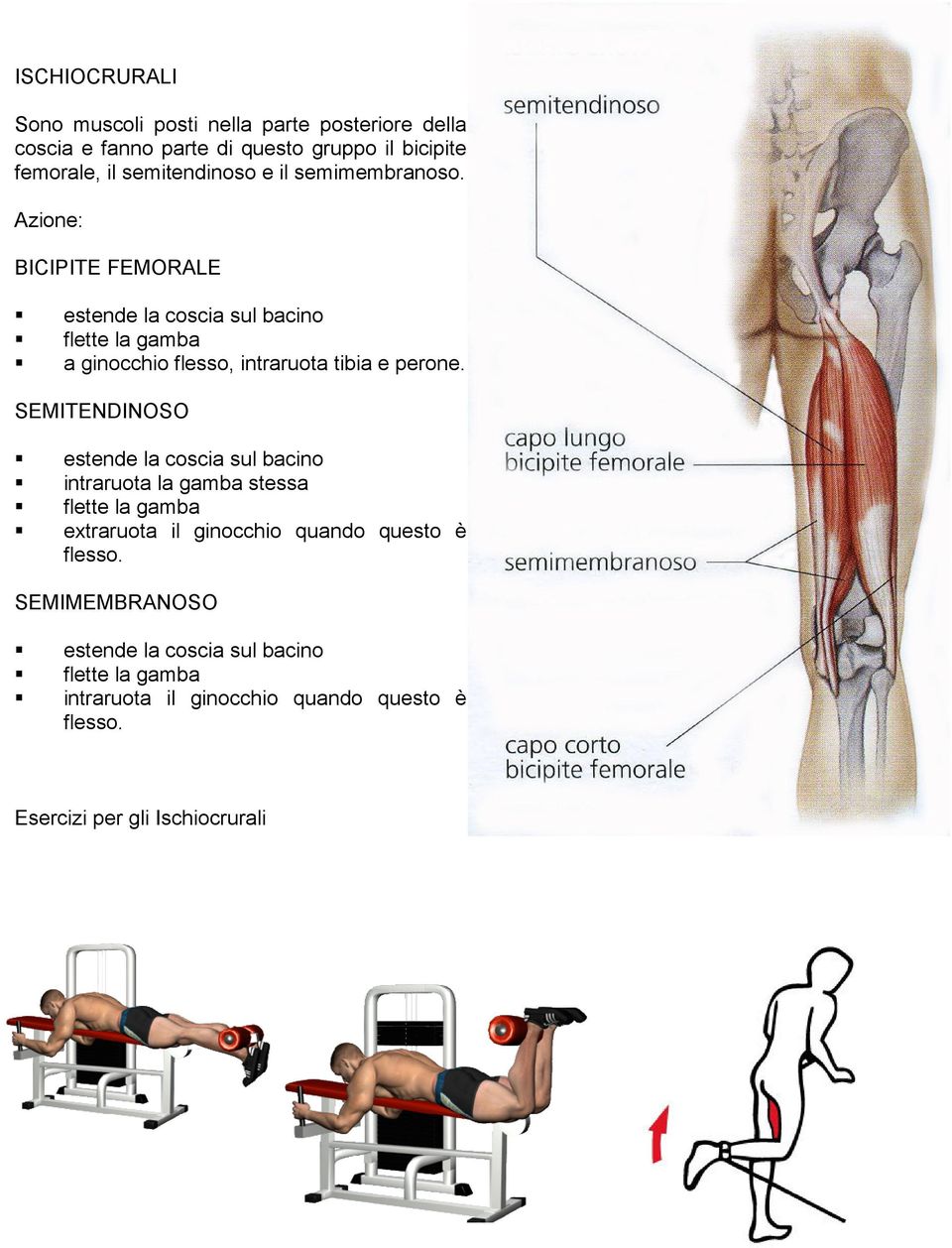 Azione: BICIPITE FEMORALE estende la coscia sul bacino flette la gamba a ginocchio flesso, intraruota tibia e perone.