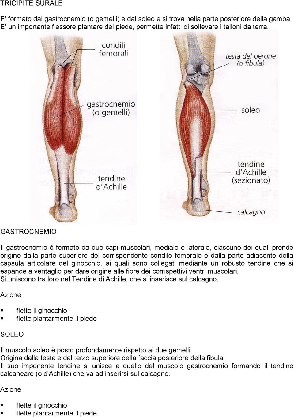 GASTROCNEMIO Il gastrocnemio è formato da due capi muscolari, mediale e laterale, ciascuno dei quali prende origine dalla parte superiore del corrispondente condilo femorale e dalla parte adiacente