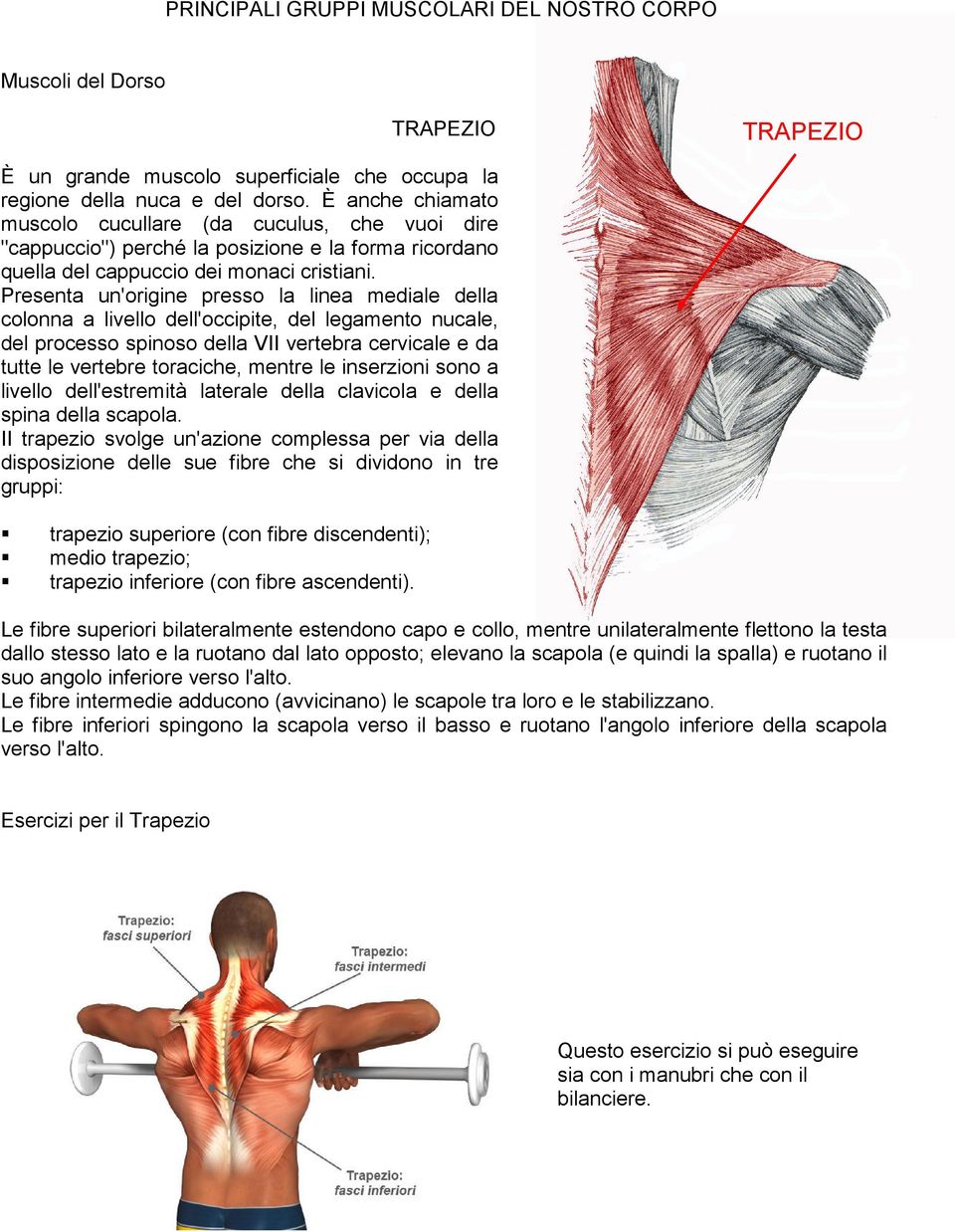 Presenta un'origine presso la linea mediale della colonna a livello dell'occipite, del legamento nucale, del processo spinoso della VII vertebra cervicale e da tutte le vertebre toraciche, mentre le