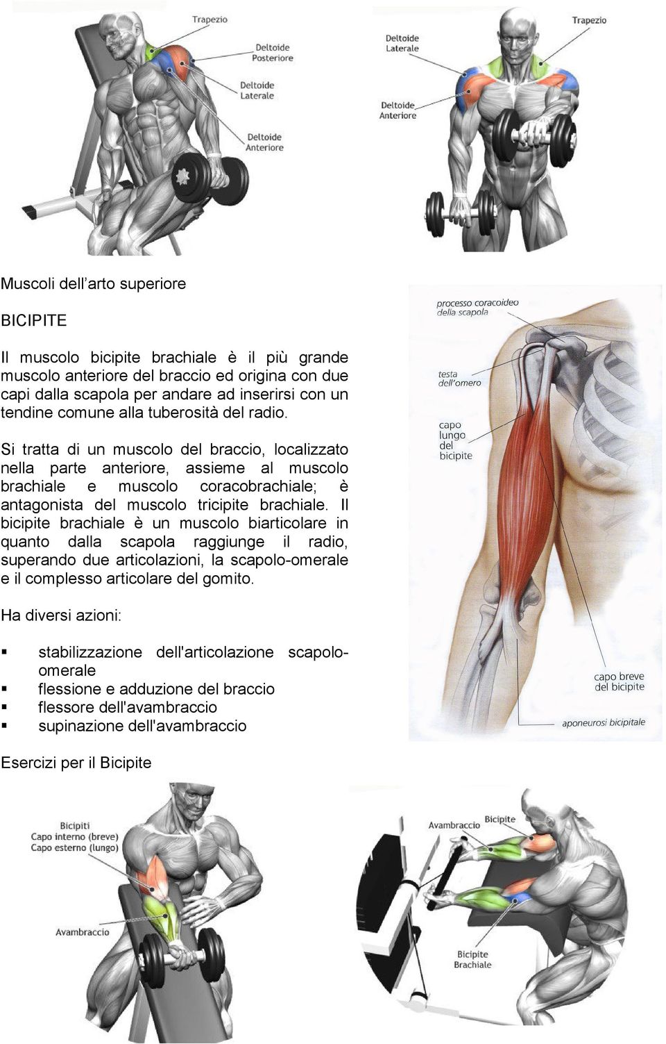 Si tratta di un muscolo del braccio, localizzato nella parte anteriore, assieme al muscolo brachiale e muscolo coracobrachiale; è antagonista del muscolo tricipite brachiale.
