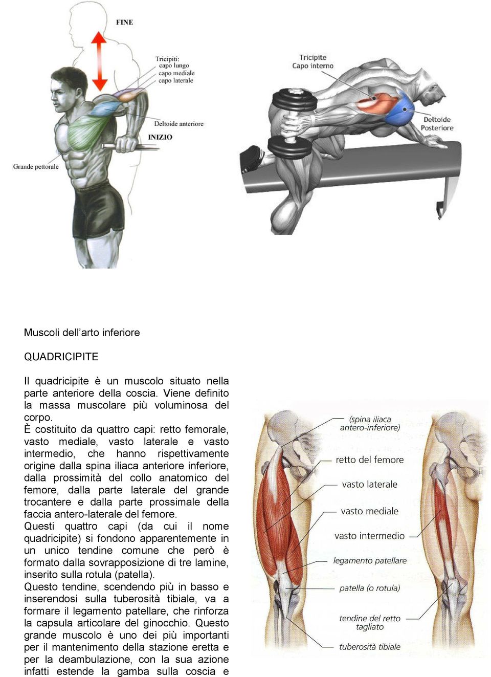 anatomico del femore, dalla parte laterale del grande trocantere e dalla parte prossimale della faccia antero-laterale del femore.