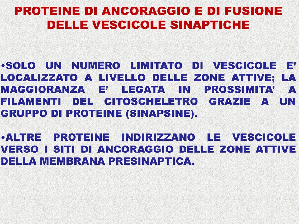 A FILAMENTI DEL CITOSCHELETRO GRAZIE A UN GRUPPO DI PROTEINE (SINAPSINE).