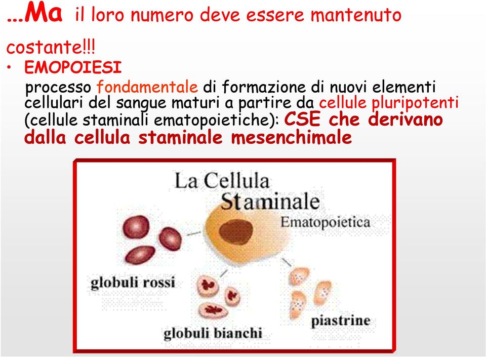 cellulari del sangue maturi a partire da cellule pluripotenti