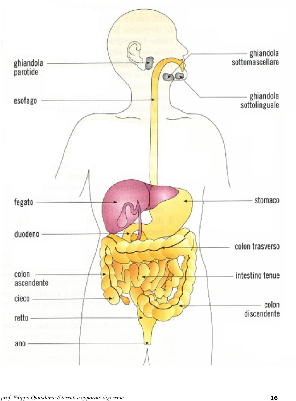 tessuti e