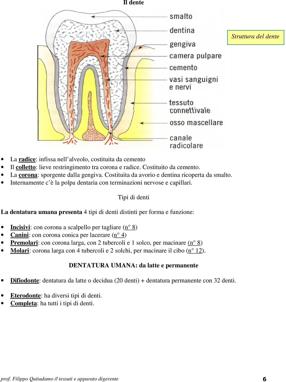 Tipi di denti La dentatura umana presenta 4 tipi di denti distinti per forma e funzione: Incisivi: con corona a scalpello per tagliare (n 8) Canini: con corona conica per lacerare (n 4) Premolari: