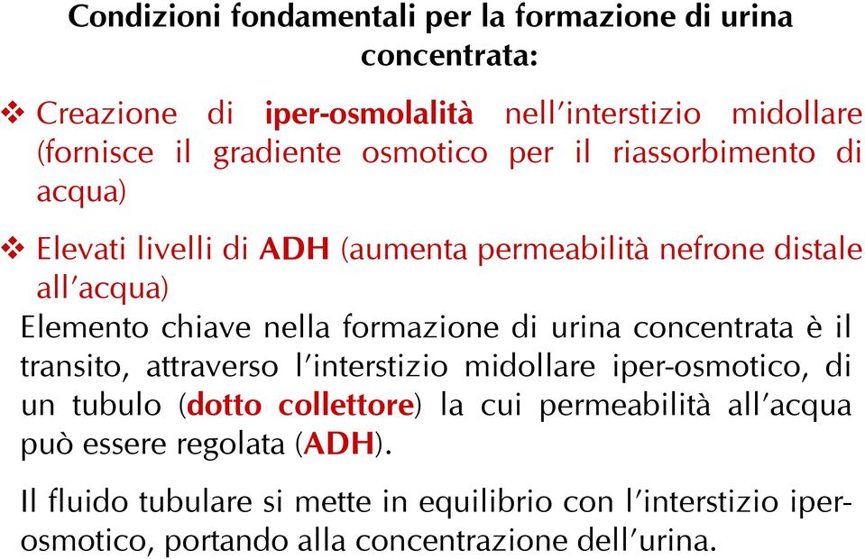 formazione di urina concentrata è il transito, attraverso l interstizio midollare iper-osmotico, di un tubulo (dotto collettore) la cui