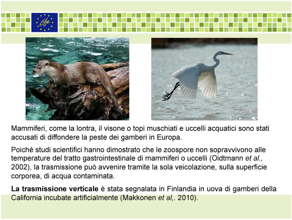 uccelli (Oidtmann et al., 2002), la trasmissione può avvenire tramite la sola veicolazione, sulla superficie corporea, di acqua contaminata.