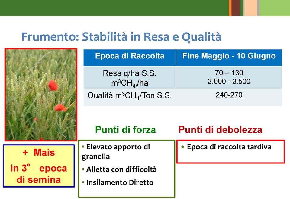 S. m 3 CH 4/ /ha 70 130 2.000-3.500 Qualità m 3 CH 4 /Ton S.S. 240-270 + Mais in