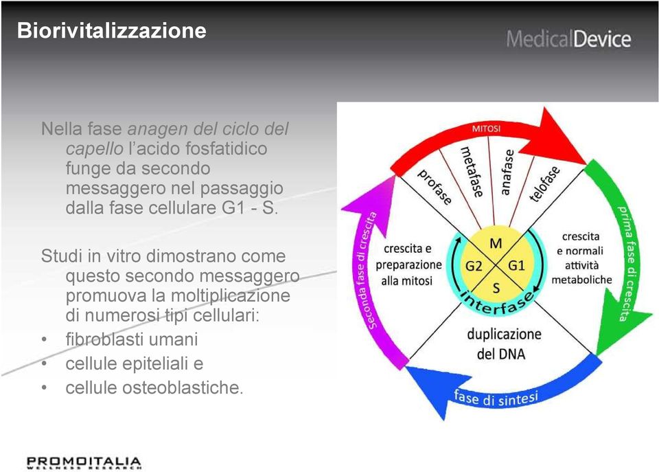 Studi in vitro dimostrano come questo secondo messaggero promuova la