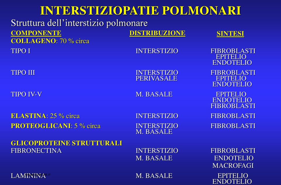 BASALE EPITELIO ENDOTELIO FIBROBLASTI ELASTINA: 25 % circa INTERSTIZIO FIBROBLASTI PROTEOGLICANI: 5 % circa INTERSTIZIO