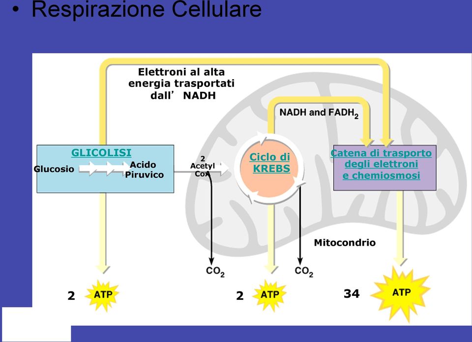 Piruvico 2 Acetyl CoA Ciclo di KREBS Catena di