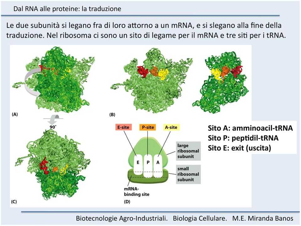 Nel ribosoma ci sono un sito di legame per il mrna e tre