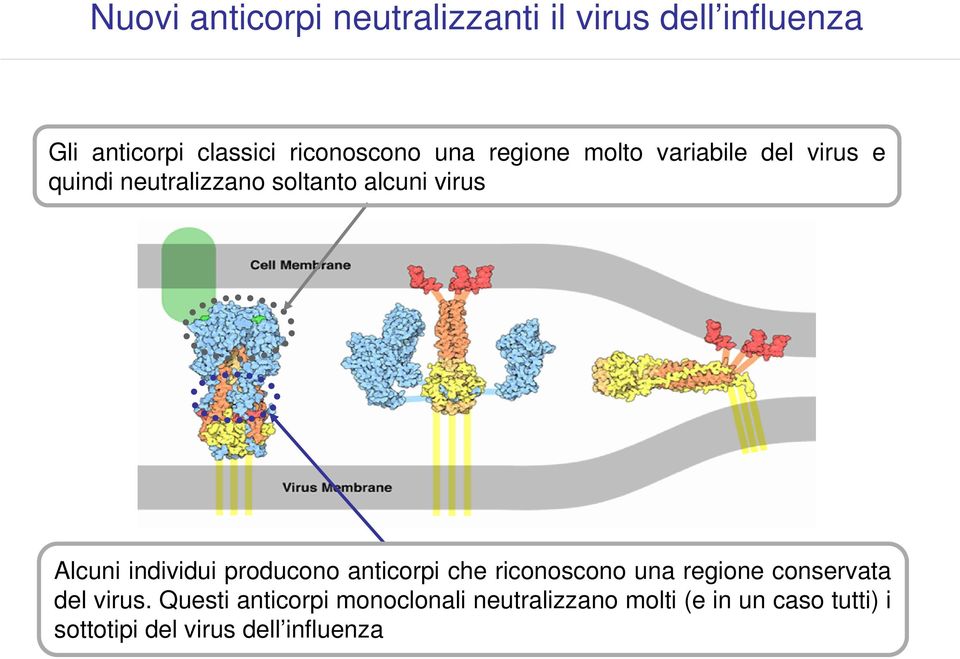 individui producono anticorpi che riconoscono una regione conservata del virus.