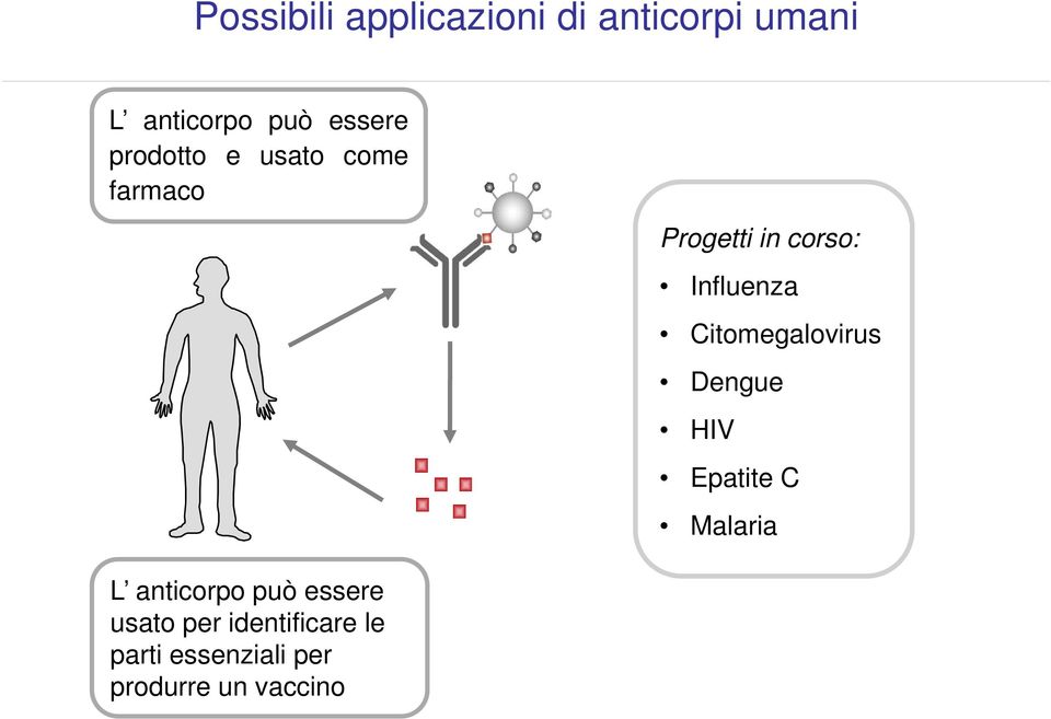 Citomegalovirus Dengue HIV Epatite C Malaria L anticorpo può