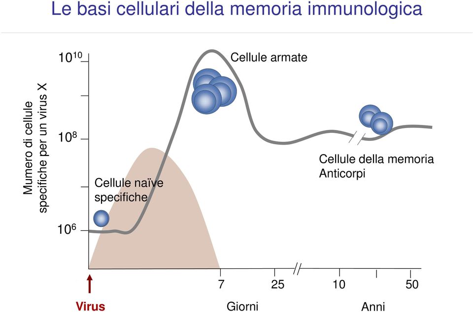 virus X 10 8 Cellule naïve specifiche Cellule della