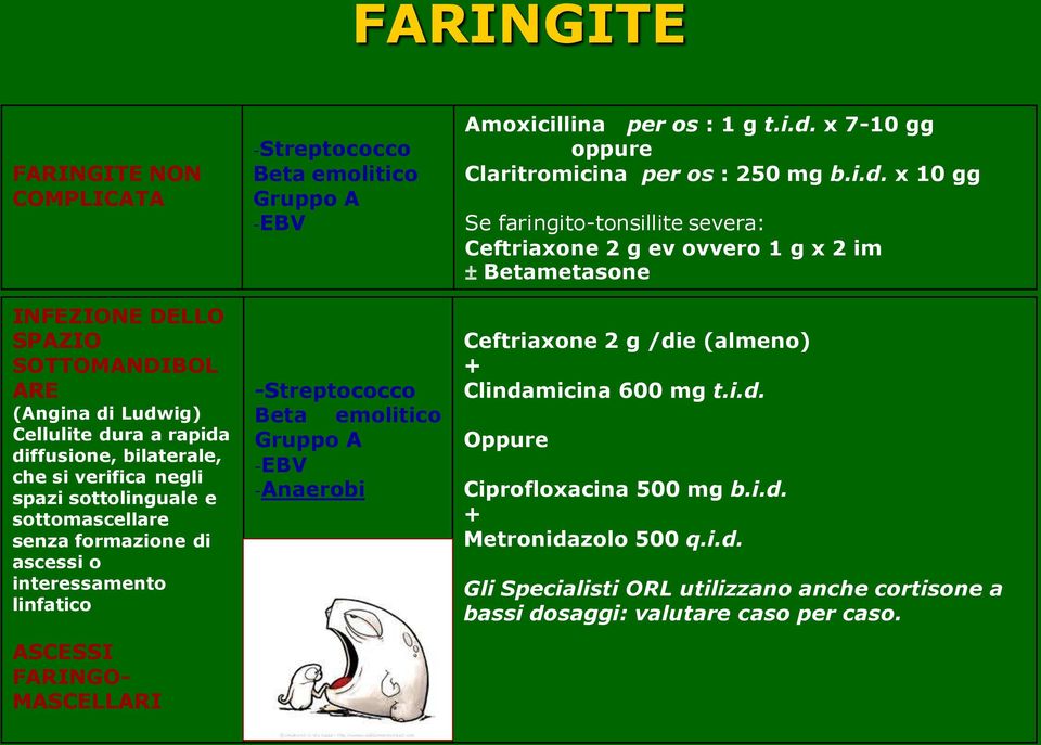 -Anaerobi Amoxicillina per os : 1 g t.i.d. x 7-10 gg oppure Claritromicina per os : 250 mg b.i.d. x 10 gg Se faringito-tonsillite severa: Ceftriaxone 2 g ev ovvero 1 g x 2 im ± Betametasone Ceftriaxone 2 g /die (almeno) + Clindamicina 600 mg t.