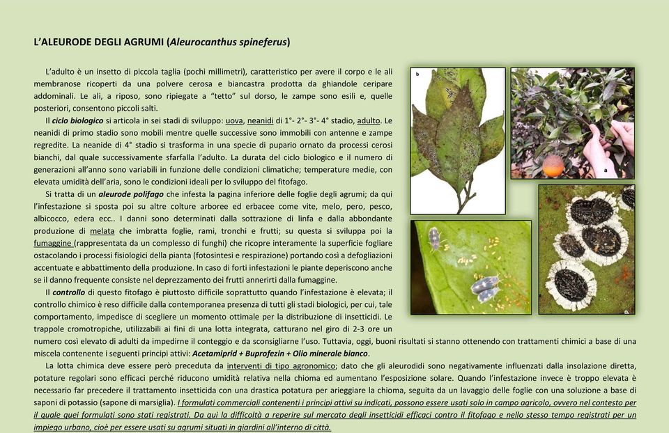 Il ciclo biologico si articola in sei stadi di sviluppo: uova, neanidi di 1-2 - 3-4 stadio, adulto.