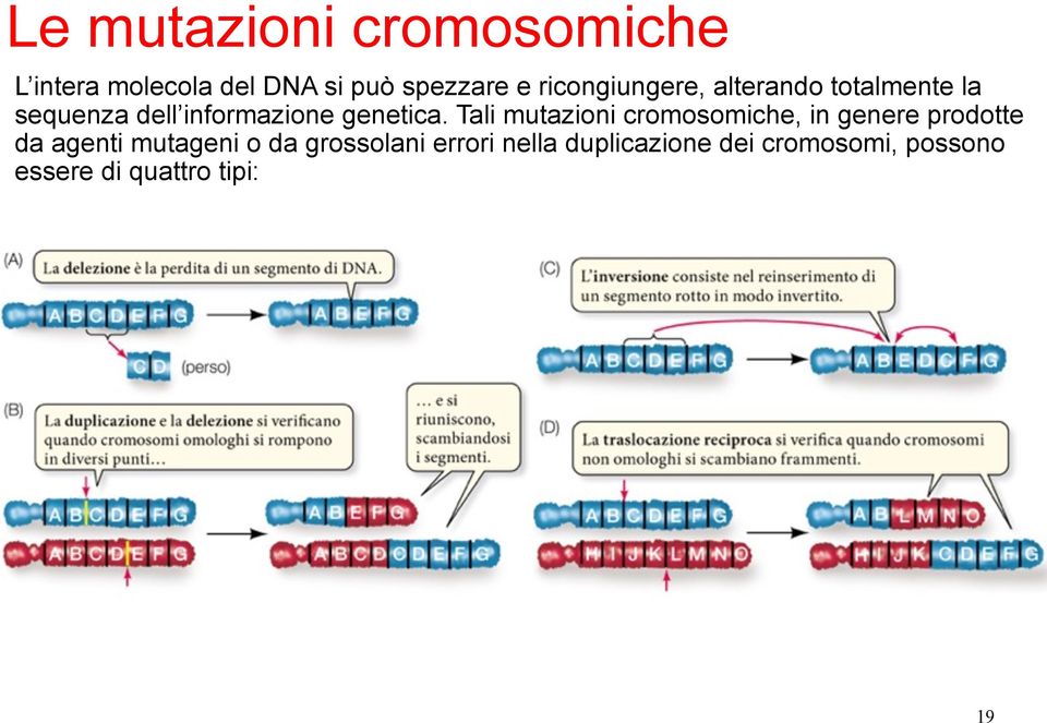 Tali mutazioni cromosomiche, in genere prodotte da agenti mutageni o da